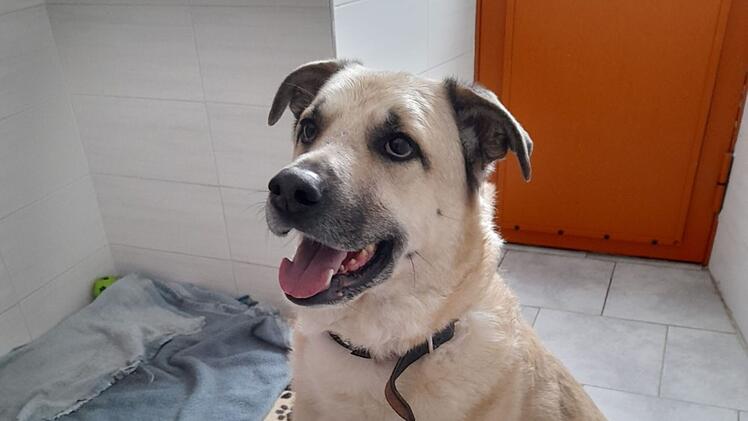 Tierheim Pfaffengrün: Hund Leo unter Tränen im Tierheim abgegeben - "Alles schien perfekt"