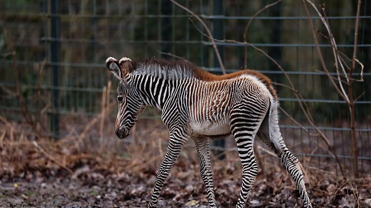 Zebra