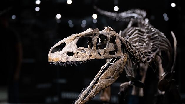 Dinosaurier Museum Altm&uuml;hltal