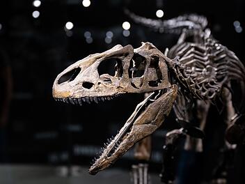Dinosaurier Museum Altm&uuml;hltal