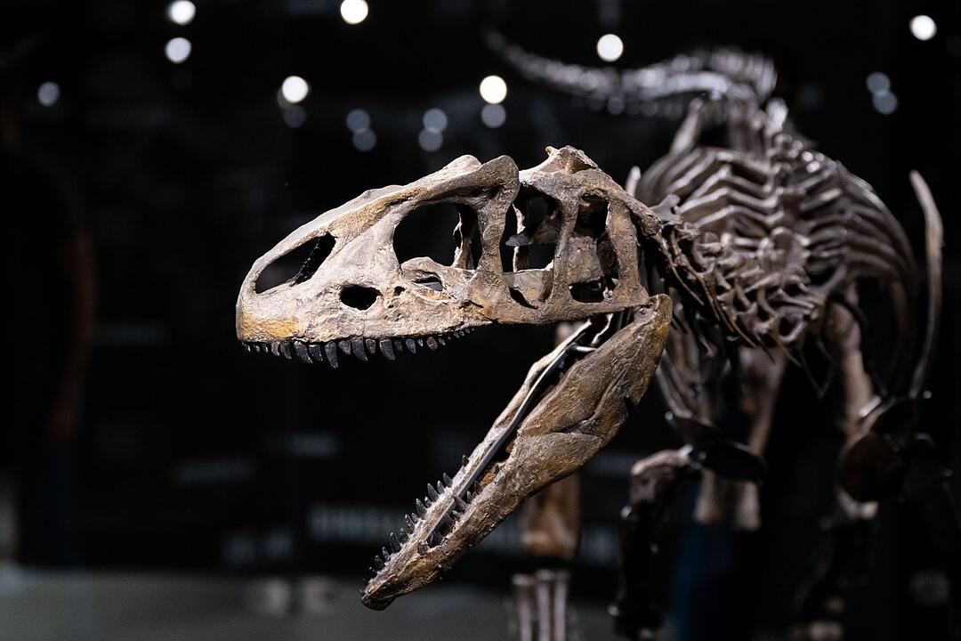 Dinosaurier Museum Altmühltal
