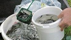 Insgesamt 20000 kleine Fische wurden in die Coburger Gewässer gesetzt.