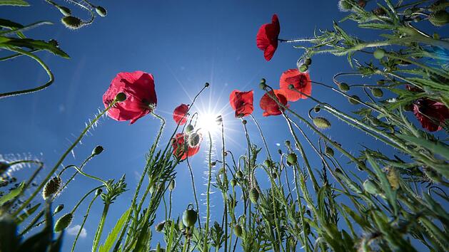 Der Sommer ist da und es kommen einige Fragen auf. Bei uns finden sie Tipps wie sie mit der Hitze richtig umgehen. Symboldbild: Patrick Seeger/ dpa.