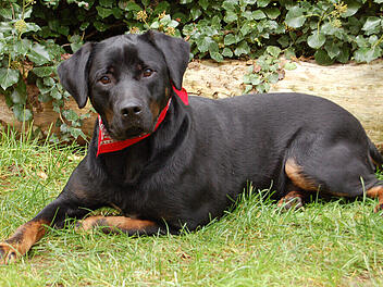 Tierhilfe Franken startet Aufruf für Wirbelwind Chopper