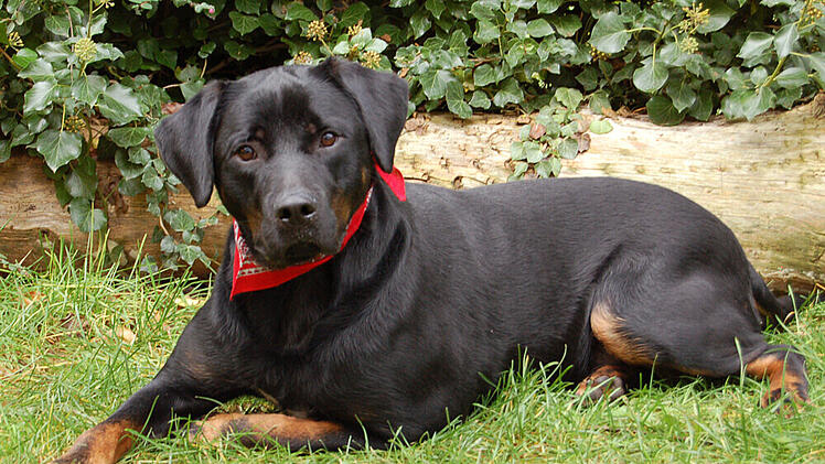 Tierhilfe Franken startet Aufruf für Wirbelwind Chopper