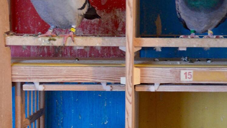 So wohnen die Tauben. Jede hat einen eigenen Kasten. Der Kot fällt durch das Gitter auf ein Laufband, das elektronisch betrieben wird und ihn abtransportiert. Foto: Kathrin Kupka-Hahn