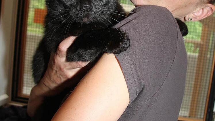 Der schwarze Kater, namens Gustav, ist in der Fischergasse gefunden worden - er ist etwa drei bis vier Jahre alt - und braucht unbedingt Freigang.