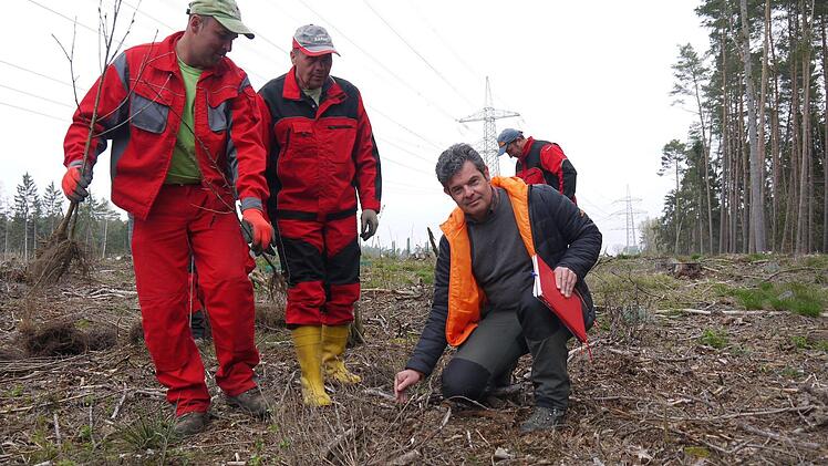 Josef Bürg und seine Kollegen setzen am Tag rund 1000 Pflanzen auf den Rodungsflächen unterhalb der 380-kV-Trasse. Foto: Berthold Köhler