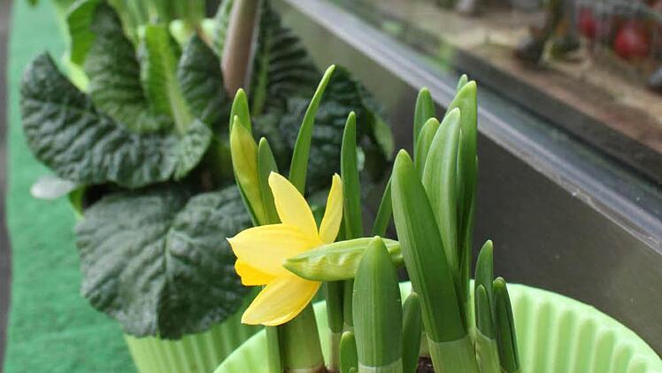 Vorboten des Frühlings vor dem Blumenhaus Bieber in Bad Staffelstein