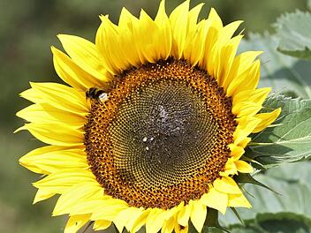 Eine Sonnenblume blüht von außen nach innen. Die Einzelblüten sind spiralförmig angeordnet. Foto: Jupp Schröder
