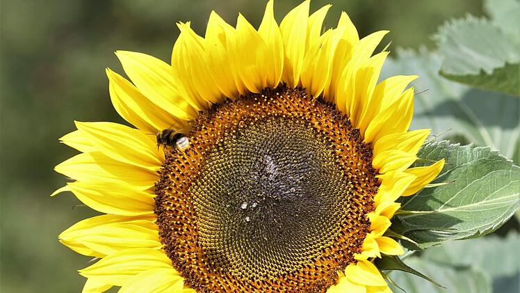 Eine Sonnenblume blüht von außen nach innen. Die Einzelblüten sind spiralförmig angeordnet. Foto: Jupp Schröder