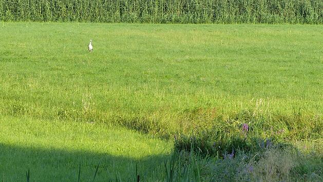 Ein Teil der Weilersbacher Wässerwiesen wird gerade geflutet; die Störche freut das auch.   Foto: Pauline Lindner