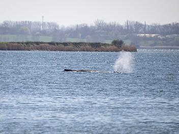 Gestrandeter Buckelwal in Wismarbucht
