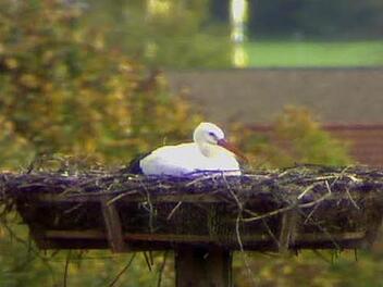 Ein Storch hat es sich im Nest gemütlich gemacht. Foto: Webcam