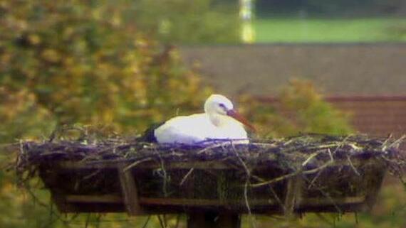 Ein Storch hat es sich im Nest gemütlich gemacht. Foto: Webcam