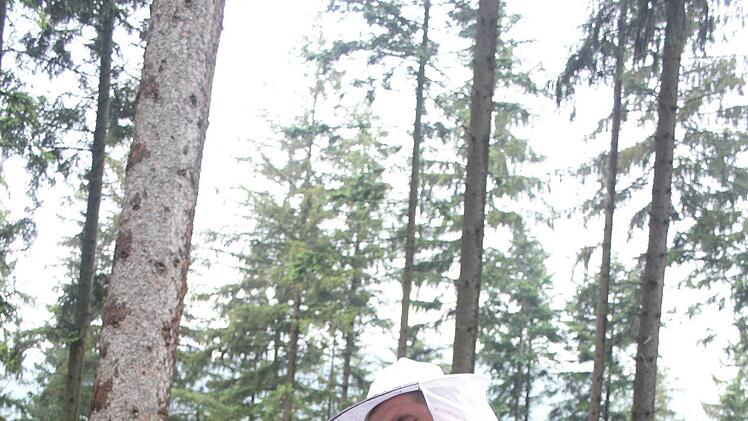 In Wallenfels gibt es viele Tannen. Deshalb ist Imker Thorsten Hugel zuversichtlich, dass er in diesem Jahr Tannenhonig ernten wird. Nicht in jedem Jahr ist dies der Fall. Der Tannenhonig entsteht - im Gegensatz zu den Obst- und Bl&uuml;tenhonigen - nicht nur Pflanzennektar, sondern durch Honigtau. Dabei handelt es sich um Ausscheidungen von L&auml;usen und Fl&ouml;hen, die die Bienen an den &Auml;sten der Nadelb&auml;ume finden. Foto: Sonny Adam