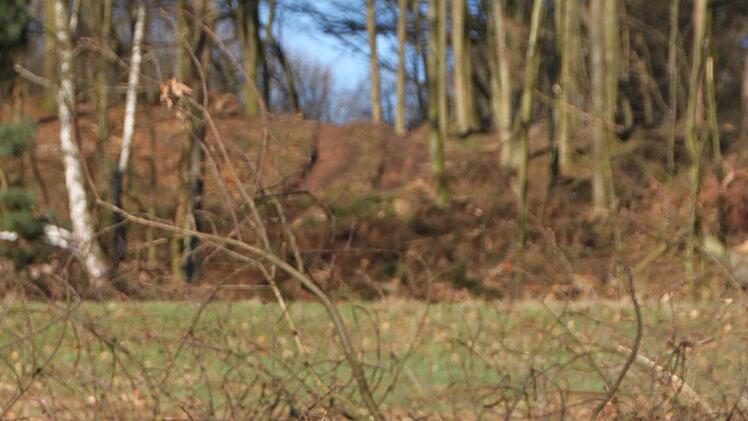 Spuren der Holzfällarbeiten im Waldgebiet "Höhe" in der Verlängerung der Straße Obertor in Bad Brückenau Foto: Ulrike Müller