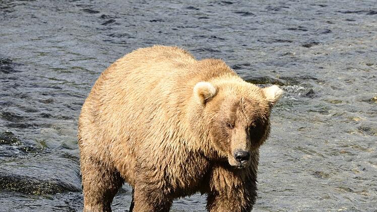 «Fat Bear»-Wahlen in USA