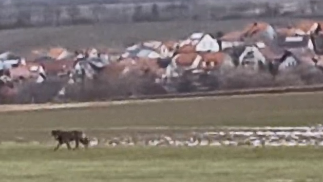 Spazierg&auml;nger filmt Wolf bei Wiesenbronn - Beh&ouml;rde ordnet ein