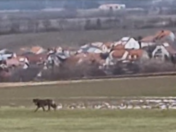Spazierg&auml;nger filmt Wolf bei Wiesenbronn - Beh&ouml;rde ordnet ein