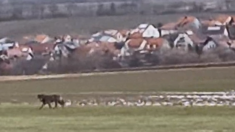 Spazierg&auml;nger filmt Wolf bei Wiesenbronn - Beh&ouml;rde ordnet ein