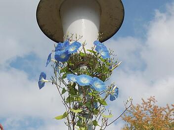Am Glockenberg in Coburg steht diese blühend umrankte Straßenlaterne. Foto: Oliver Schmidt