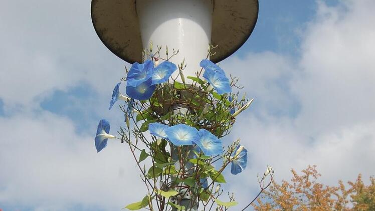 Am Glockenberg in Coburg steht diese blühend umrankte Straßenlaterne. Foto: Oliver Schmidt