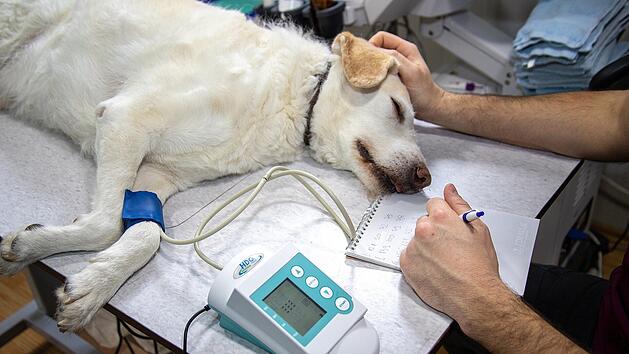Hund liegt bei Tierarzt auf Behandlungstisch.