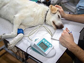 Hund liegt bei Tierarzt auf Behandlungstisch.