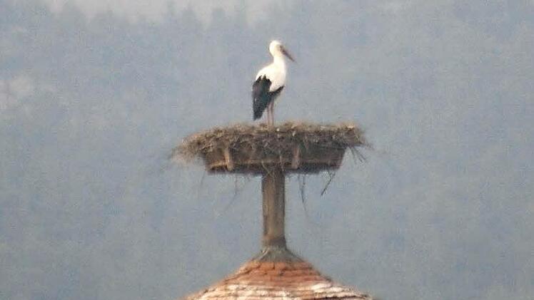 Jakob in seinem Nest auf dem Hammelburger Mönchsturm Foto: Arkadius Guzy