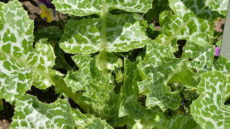 MariendistelÜber diese Distel im Garten darf man sich freuen: Sie sieht außergewöhnlich attraktiv aus. In erster Linie ist sie aber eine berühmte Heilpflanze. Die Früchte der Mariendistel sind ein wirksames Leberschutzmittel und werden bei Hepatitis, Rheuma und Gallenblasenentzündung angewendet. db