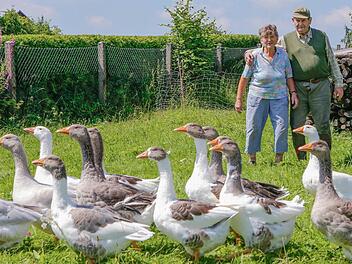 Im Gänsemarsch: Auf dem Bauernhof von Marliese und Wilfried Großmann in Grattstadt geht es idyllisch gemütlich zu. Fotos: Matthias Hoch