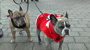 Hunde im Weihnachtskostüm: tierischer Weihnachtsmarkt in Haßfurt lockt hunderte Besucher