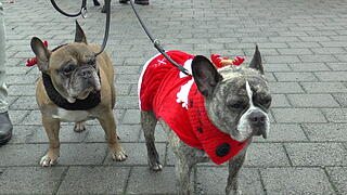 Hunde im Weihnachtskostüm: tierischer Weihnachtsmarkt in Haßfurt lockt hunderte Besucher Hunde im Weihnachtskostüm: tierischer Weihnachtsmarkt in Haßfurt lockt hunderte Besucher