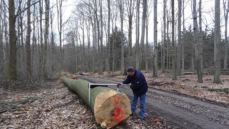 Noch im April 2014 wurden bei Ebrach Starkbuchen gefällt, kurz bevor sie den Status geschützter Methusalembäume erreicht hatten.   Foto: p.