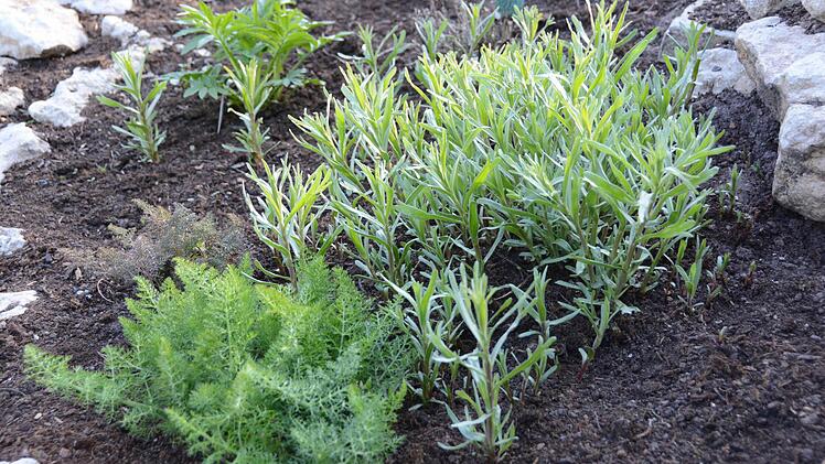 Fenchel und Estragon  Foto: Dagmar Besand
