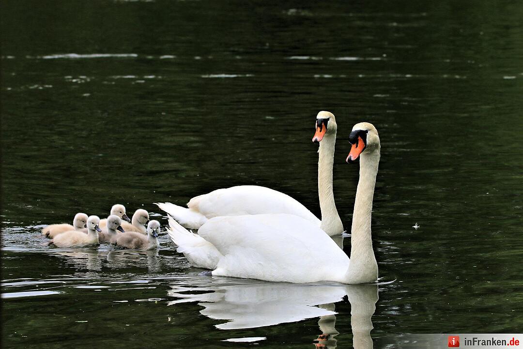Schwanennachwuchs auf der Erba-Insel in Bamberg