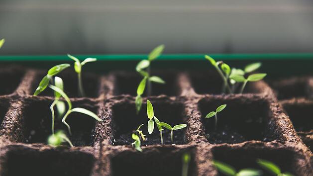 Tomatenpflanzen vorziehen: die besten Tipps im &Uuml;berblick