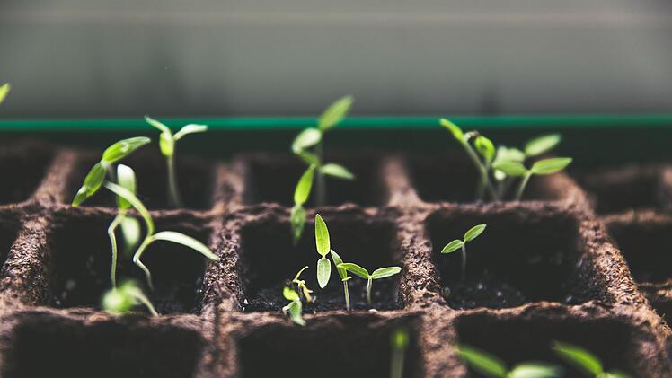 Tomatenpflanzen vorziehen: die besten Tipps im Überblick