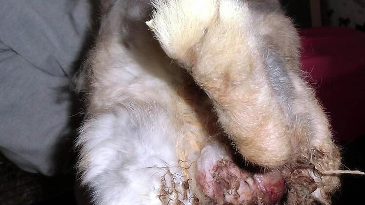 Völlig verwahrlost wurde dieses Kaninchen im Kitzinger Tierheim abgegeben.