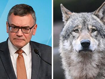 Wölfe abschießen in Bayern wohl bald erlaubt - CSU-Mann attackiert Naturschützer: "erzählen Märchen"