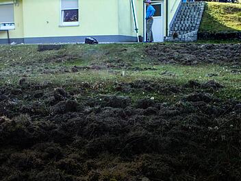 Im Garten der Familie Friedrich haben die Wildschweine gewütet und den ganzen Rasen umgepflügt. Foto: Michael Wunder
