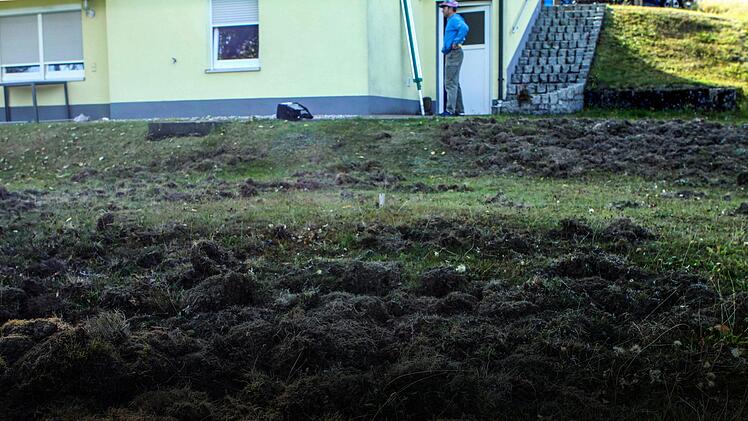 Im Garten der Familie Friedrich haben die Wildschweine gewütet und den ganzen Rasen umgepflügt. Foto: Michael Wunder