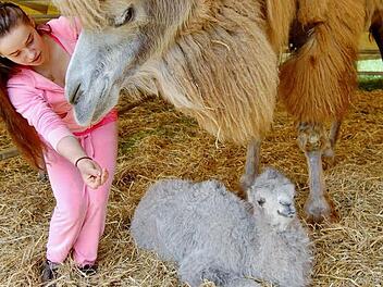 Das erst einwöchige Kamel-Mädchen Angali mit Mutter Shakira (6) und Zirkustochter Alicia Spindler (15)