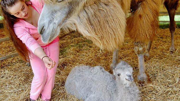 Das erst einwöchige Kamel-Mädchen Angali mit Mutter Shakira (6) und Zirkustochter Alicia Spindler (15)