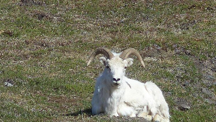 Mitten in den schneebedeckten Brooks Range sehen die Radler diesen Ziegenbock. Foto: Manfred Wagner