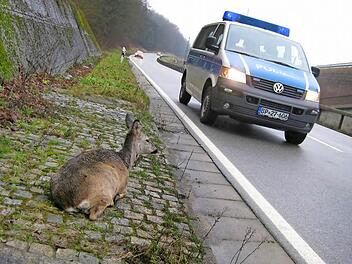 Ein Wildunfall muss gemeldet werden, am besten direkt mit dem Handy bei der Polizei.  Foto: Marcus Börner/ djv