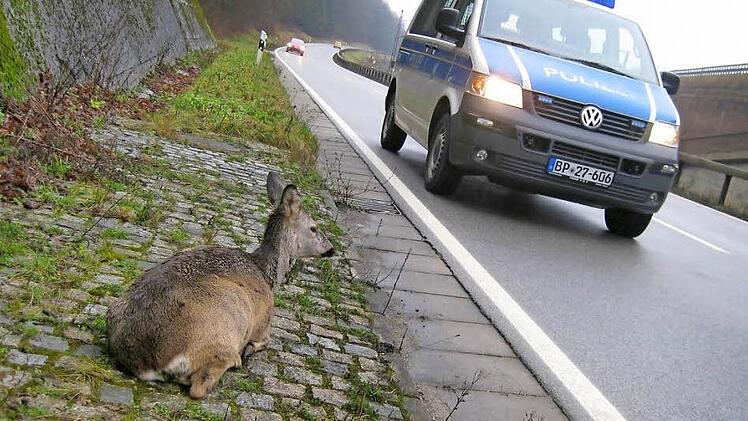 Ein Wildunfall muss gemeldet werden, am besten direkt mit dem Handy bei der Polizei.  Foto: Marcus Börner/ djv