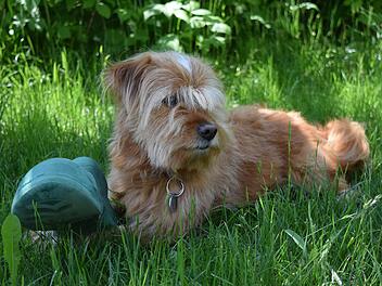Kitzingen: Seinen Hund anzumelden ist Pflicht - Stadt mit Hinweis zu Steuer und Kennzeichnung