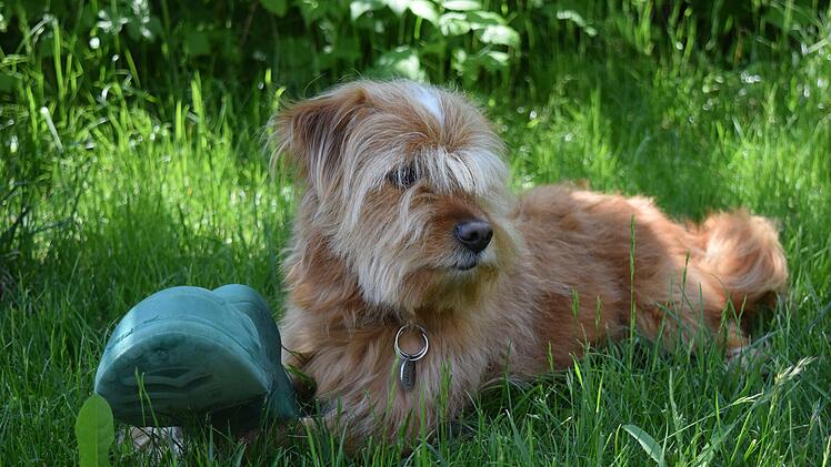 Kitzingen: Seinen Hund anzumelden ist Pflicht - Stadt mit Hinweis zu Steuer und Kennzeichnung